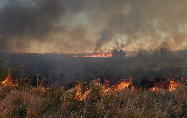 В Україні хочуть посилити покарання за підпал трави і лісові пожежі: нові суми штрафів