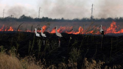 Штрафы и тюрьма. Что грозит украинцам за сжигание листья и травы