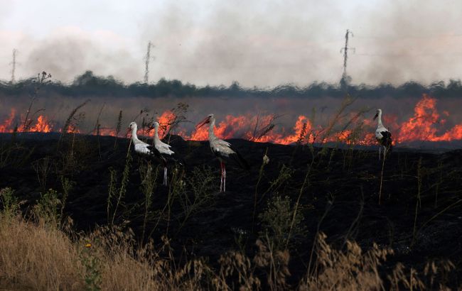 Штрафы и тюрьма. Что грозит украинцам за сжигание листья и травы