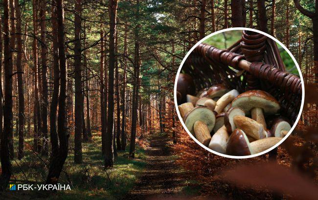 Штрафи до 500 злотих. Що треба знати про збирання грибів у Польщі