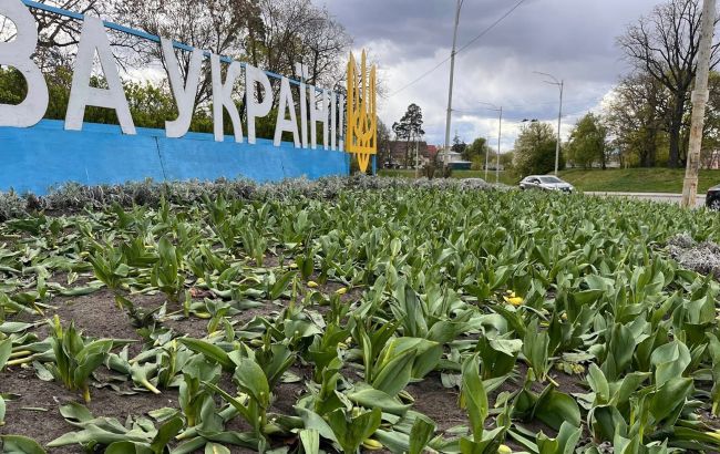 У Києві вандали понівечили клумби з тюльпанами у різних районах: список локацій (фото)