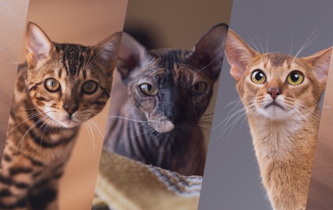 Стрибатимуть по стінах: 5 найенергійніших котів