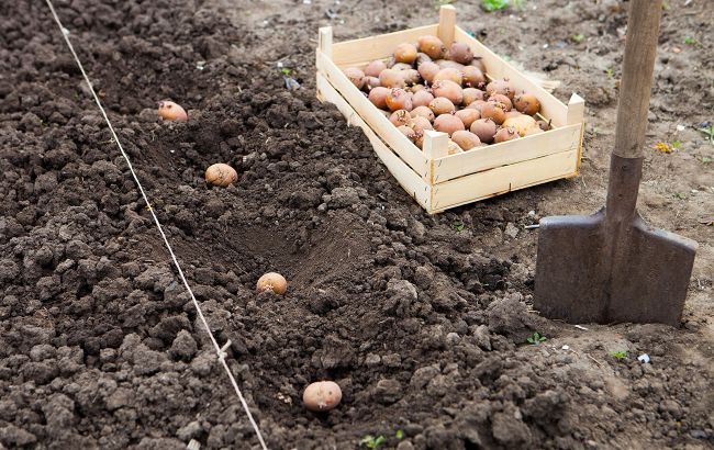 2 сорти картоплі, які не рекомендують садити в Україні