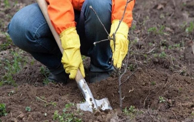 Лучшая пора для посадки яблонь, чтобы дерево прижилось и быстро плодоносило