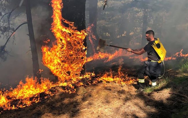 Зросла кількість жертв лісових пожеж в Алжирі