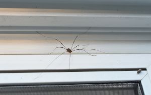 Як позбутися павуків узимку: дешевий спосіб, який реально працює