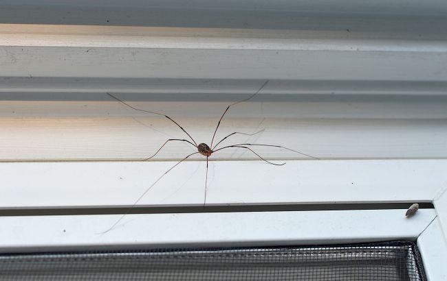 Как избавиться от пауков зимой: дешевый способ, который реально работает