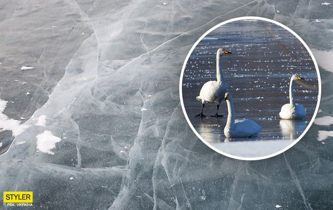 Під Києвом лебеді примерзли до льоду: деталі інциденту