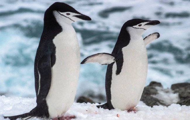 Украинские полярники показали милые фото пингвинов-полицейских