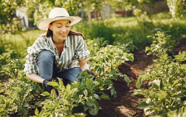 Что посадить на огороде в мае: список овощей, ягод и зелени