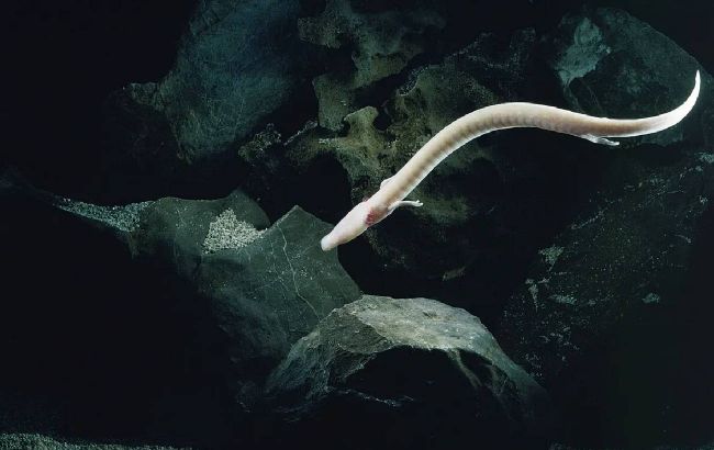 Вчені показали "дитинчат драконів", які живуть до 100 років у підземних печерах (фото)