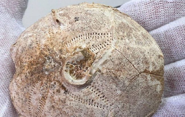 З України незаконно намагались вивезти унікальний "камінь", якому понад 160 мільйонів років (фото)