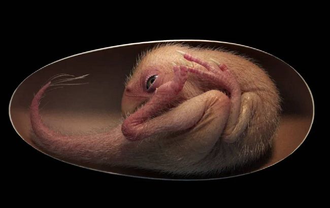 Ученые показали идеально сохранившийся эмбрион динозавра, который нашли в окаменевшем яйце (фото)