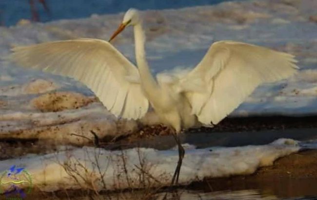Зоологи показали редких "белых ангелов" на Тузловских лиманах. Впечатляющие фото