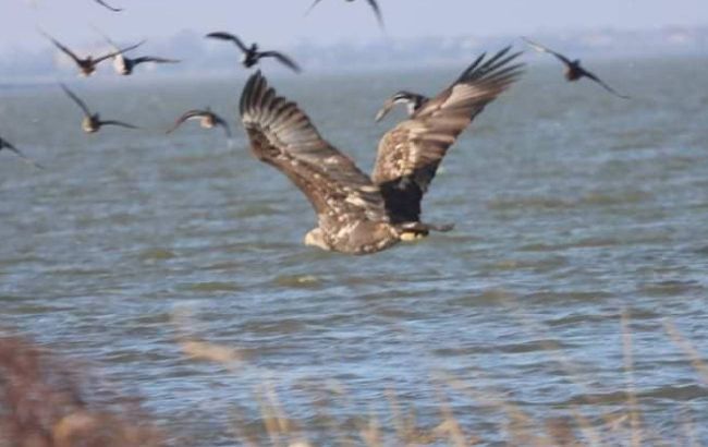 Размах крыльев до 2,5 метров. Зоологи показали уникальных птиц, которые водятся под Одессой