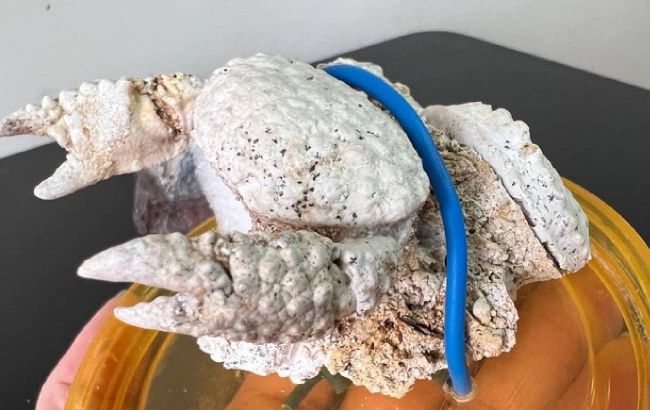 В Украине нашли уникальные остатки древних существ, которым 400 млн лет. Их хотели украсть