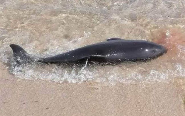 Тільки за березень 130 особин. У Чорному морі через війну масово гинуть дельфіни (фото)