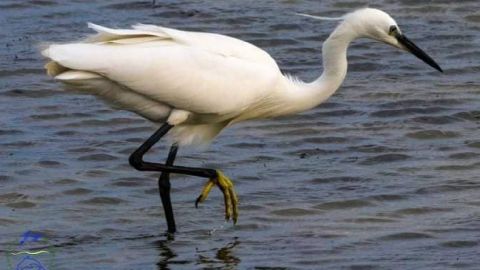 Ситуация критическая. Некоторые птицы не могут гнездиться в Украине, зоологи бьют тревогу