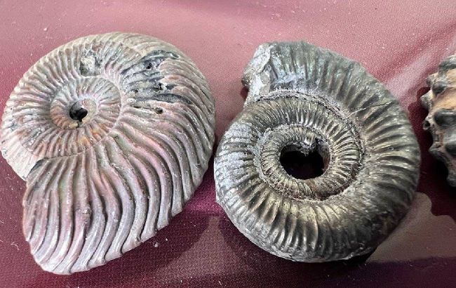 Прямували до Канади. Митники вилучили із посилки 52 молюски Юрського періоду (фото)