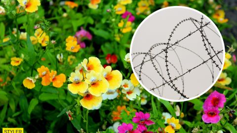 В центре Киева клумбу украсили колючей проволокой (фото)