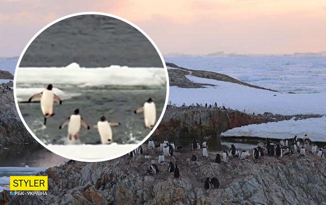 Украинские полярники показали прыгающих пингвинов: невероятно милое видео