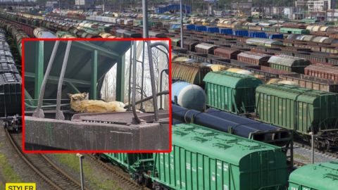 Жестокость под Днепром: живодер привязал собаку к поезду