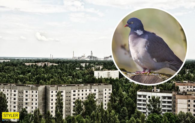 В Чернобыле показали птенцов редкой птицы: они выглядят очень странно