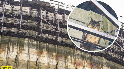 В Чернобыле огромная хищная птица поселилась прямо на градирне ЧАЭС (фото)