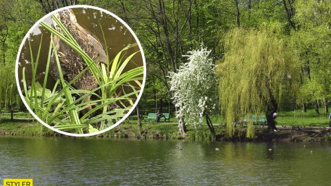 На прудах в Киеве массово погибли утки и рыба: что произошло (фото)