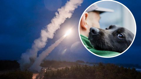 Из-за российского ракетного обстрела под Киевом погибли питомцы приюта для животных