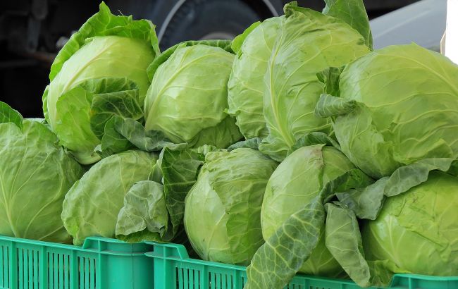 Первую "местную" раннюю капусту продают в Украине позже, чем в прошлом году: бьют ли цены по кошельку