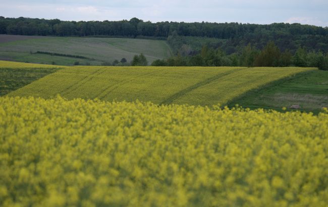 Україна вперше переробила понад 40% врожаю ріпаку: що це дало економіці