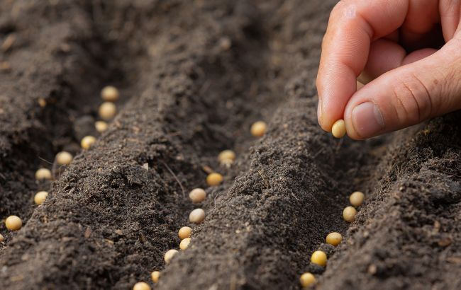 Что посадить в марте (фото: freepik.com)