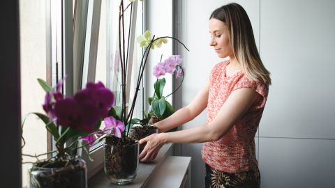 Вот почему орхидею нельзя держать в спальне