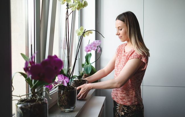 Как спасти орхидею от грибка и гнили: простой действенный способ