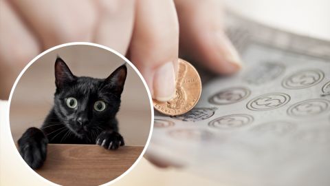 Кошка-воровка принесла хозяйке "подарок" с выигрышем в лотерее