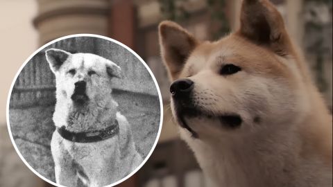 Действительно ли вы знаете историю легендарного пса Хатико? Эти факты вам точно неизвестны