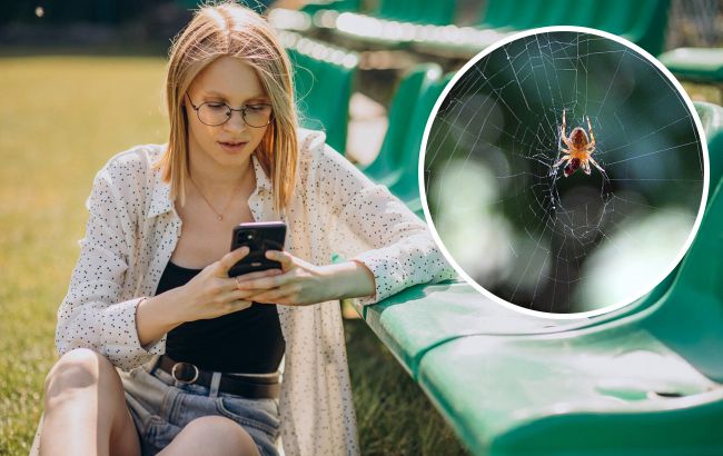 Действительно ли пауки приносят удачу: суеверия и факты