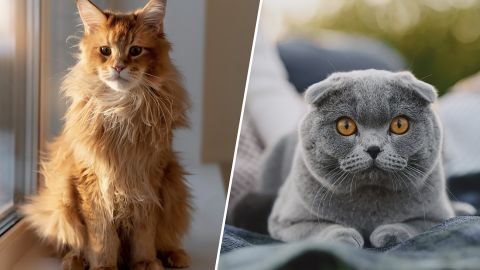 Не только пушистые: 5 самых популярных пород кошек в мире