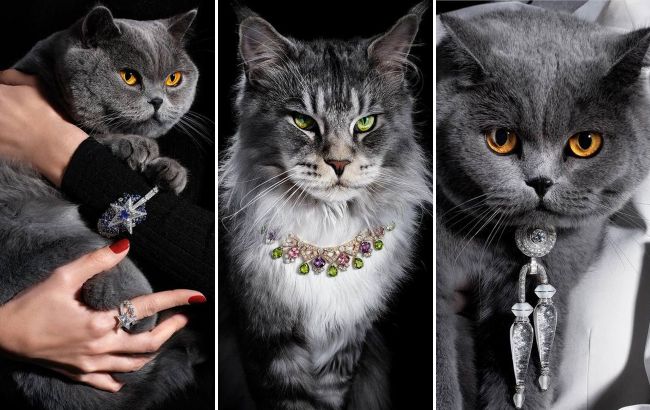 Известный глянец шокировал фотосессией украшений на котах: "Занимают особое место"
