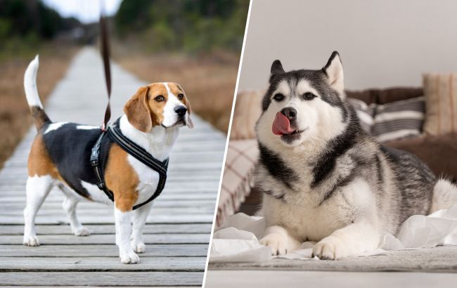 10 пород собак, которые не слушаются хозяев: подумайте дважды перед тем, как завести