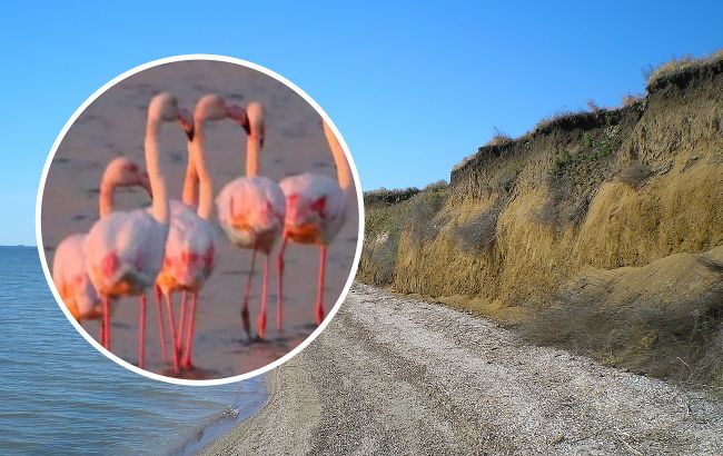 В Украину прилетели птицы-"разведчики" с особенной миссией (фото)