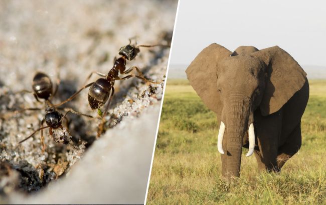 Топ-5 удивительных фактов, почему животные превосходят человека