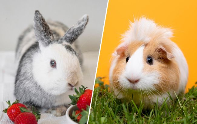 Топ-7 невеликих улюбленців, які підійдуть для будь-якої квартири