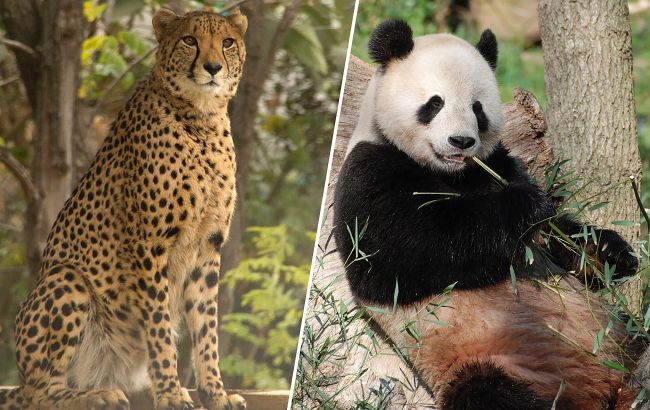 5 животных, почти не имеющих инстинктов выживания