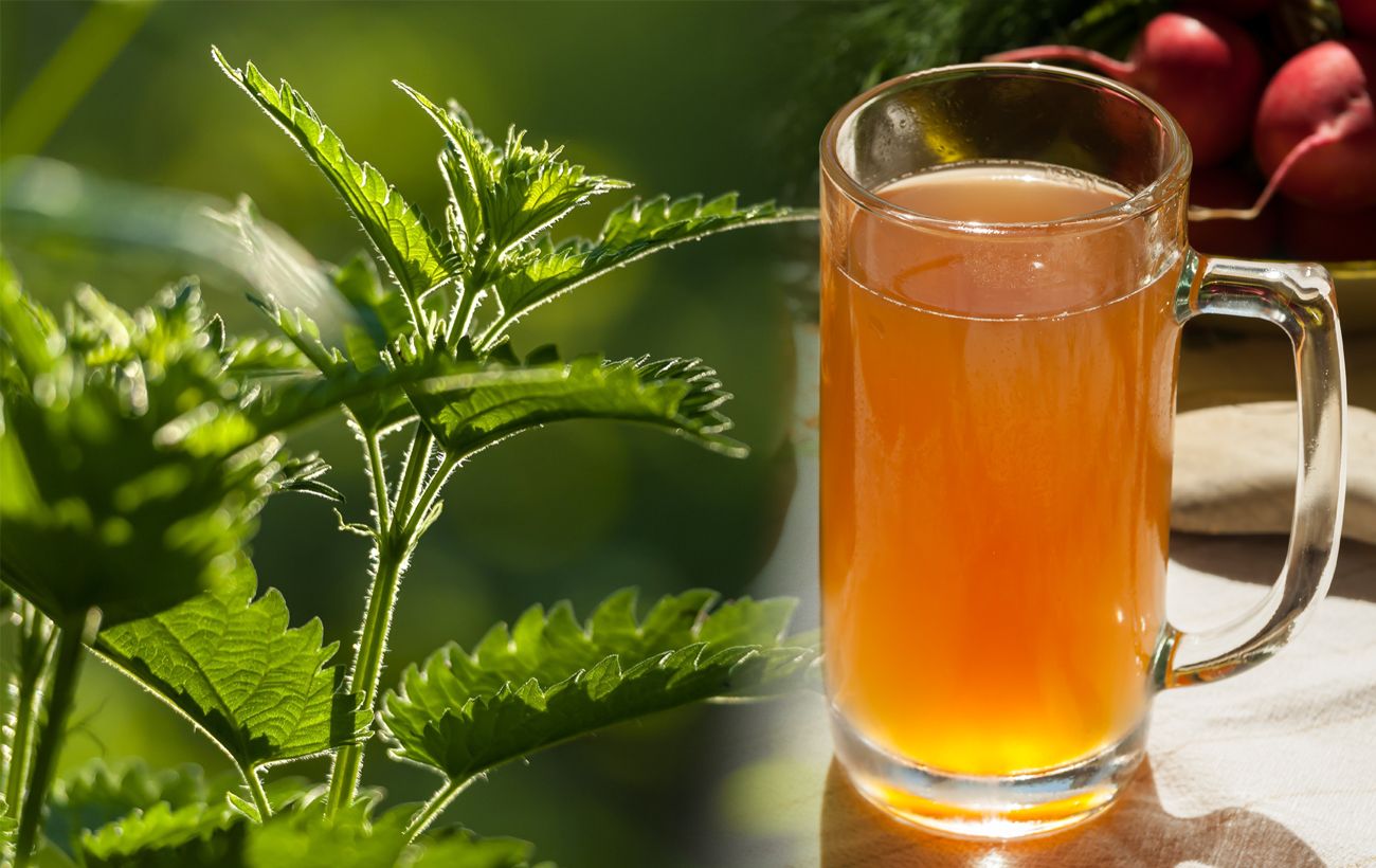 Рецепт із сивої давнини: як приготувати квас із кропиви, який надає сил та заспокоює нерви