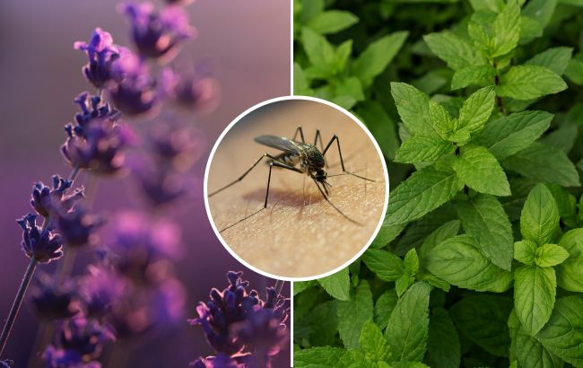 8 натуральних ароматів, яких бояться комарі