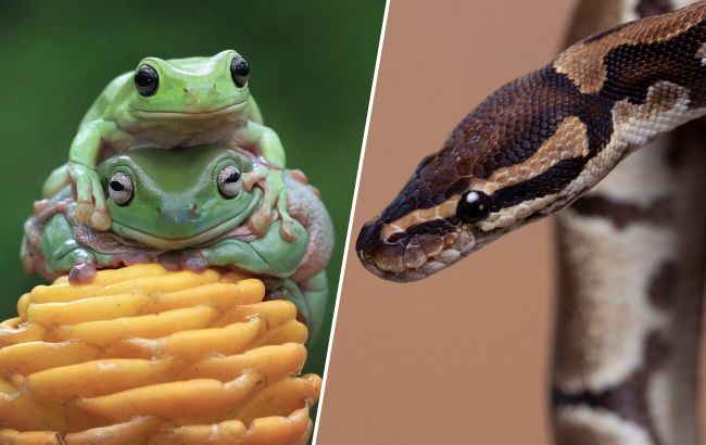 Альтернатива пухнастикам: топ-8 екзотичних улюбленців, які можуть налякати гостей