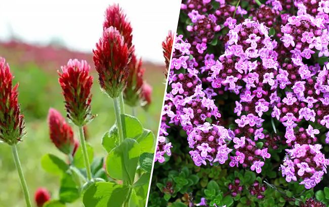 Прикрасять сад і проженуть бур'яни: 11 квітів, які принесуть користь ділянці