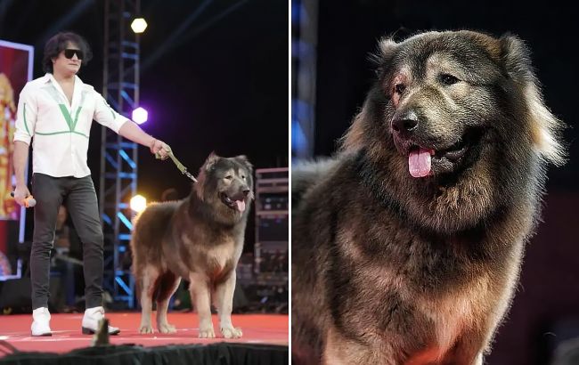 Щенок весом 75 килограммов и стоимостью 5,3 млн евро: как выглядит самая дорогая собака в мире